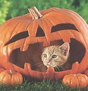 Image result for Cute Halloween Cat Images
