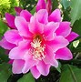 Image result for Most Exotic Flowers in the World