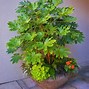 Image result for Fatsia japonica