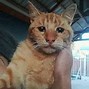 Image result for Pathetic Cat Meme Template