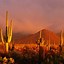 Image result for Saguaro Cactus in Arizona Desert