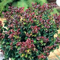 Leucothoe axillaris Curly Red-এর ছবি ফলাফল