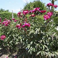 Image result for Paeonia Nippon Beauty (Lactif-SD-Group)