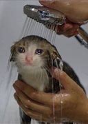 Image result for Crying Cat Positive Sign Meme