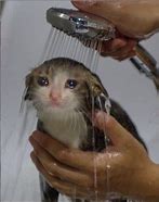 Image result for Blurry Crying Cat Meme