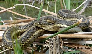 Image result for Biggest Garter Snake