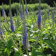 Image result for Veronica subsessilis Blaue Pyramide