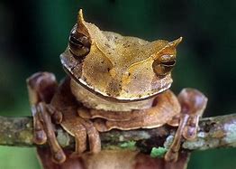 Image result for Chill Frog