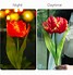 Image result for Tulip Solar Lights