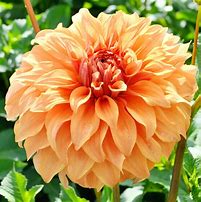 Image result for Kiwi Gloria Dahlia