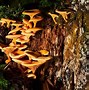 Image result for False Chanterelle Mushroom