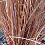 Image result for Carex buchananii Red Rooster