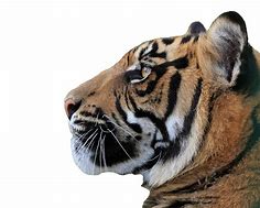 Image result for Tiger Stock-Photo