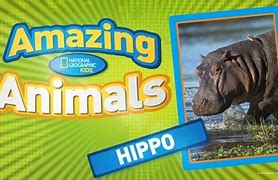 Image result for National Geographic Kids Hippo