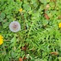 Image result for Types of Weeds UK