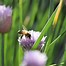 Image result for Chives Herb
