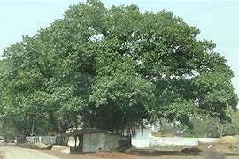 Image result for Barhayee Tree