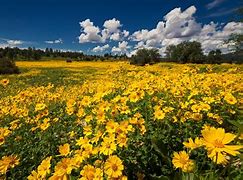 Image result for Arizona Fall Flowers