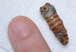Image result for Botfly Larva Human