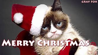 Image result for Grumpy Cat Merry Christmas