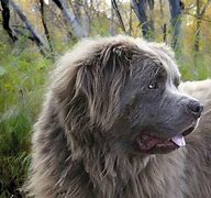 Image result for Top Large Dog Breeds