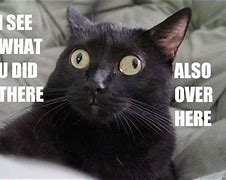Image result for Black Cat Squint Meme