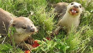 Image result for Otter Eating Watermelon