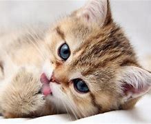Image result for Fluffy Baby Kitten Adorable