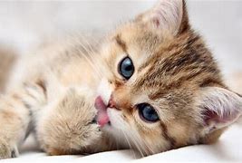 Image result for Cute Little Fluffy Kittens