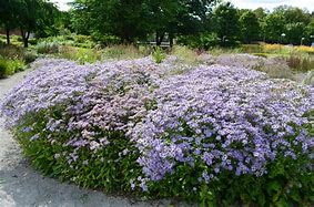 Image result for Aster ageratoides Harry Smith