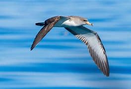 Image result for CFB Shearwater