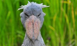 Image result for Animal Death Stare