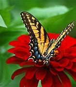 Image result for Butterfly Field of Flowers