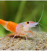 Image result for Colored Freshwater Shrimp