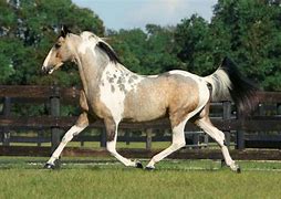 Image result for Unusual Color Thoroughbred Race Horse