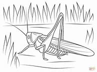 Image result for Quiet Cricket Colouring