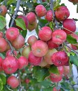 Image result for Fuji Apple Tree Blooms