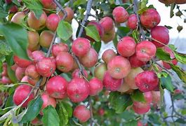 Image result for Fuji Apple Blossoms