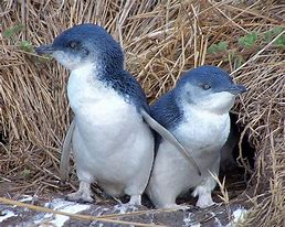 Image result for Cutest Penguin Breeds