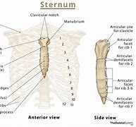Image result for Sternum Human Body