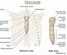 Image result for Sternum