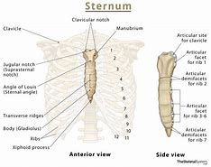 Image result for sternal notch anatomy