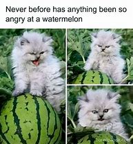 Image result for Babay Cat Meme