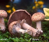Image result for agaric�feo