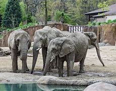 Image result for Cleveland Zoo Elephant