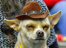 Image result for Russian Dog Wih Hat