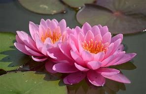 Image result for Pink Water Lily