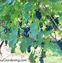 Image result for Best Way to Trellis Grapes