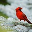 Image result for red bird