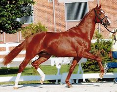 Image result for Oldenburg Warmblood Horse